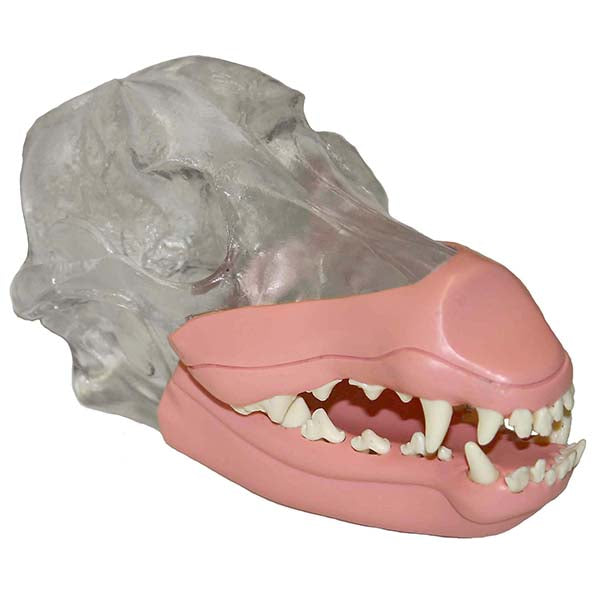 Canine Skull Model with Removable Teeth & Gingiva